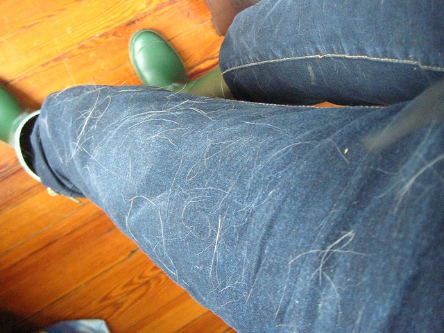 dog hair on pants