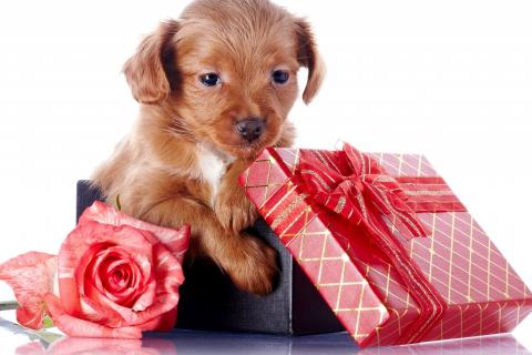 cute-gift-red-puppy-1525-480x320